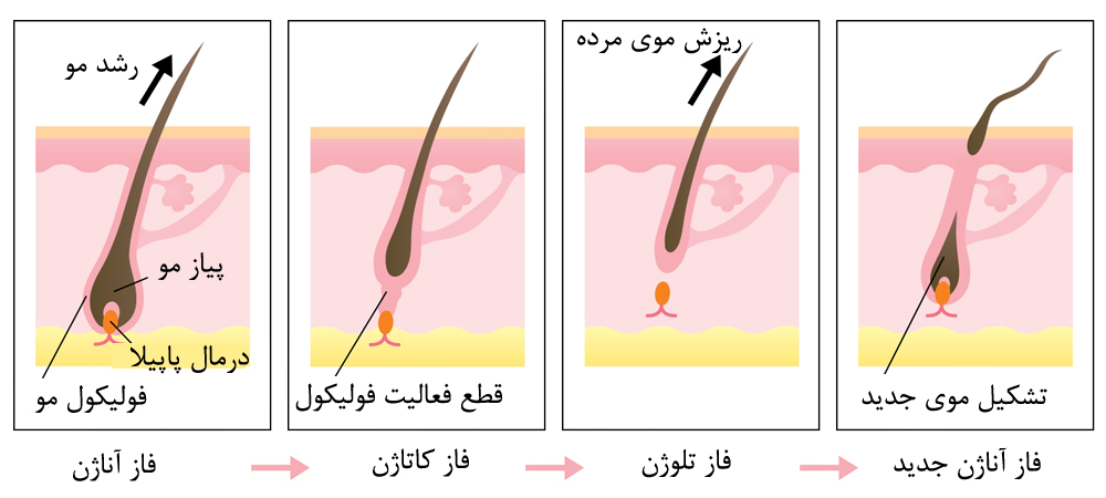 دوره رشد مو در کاشت مو 6052